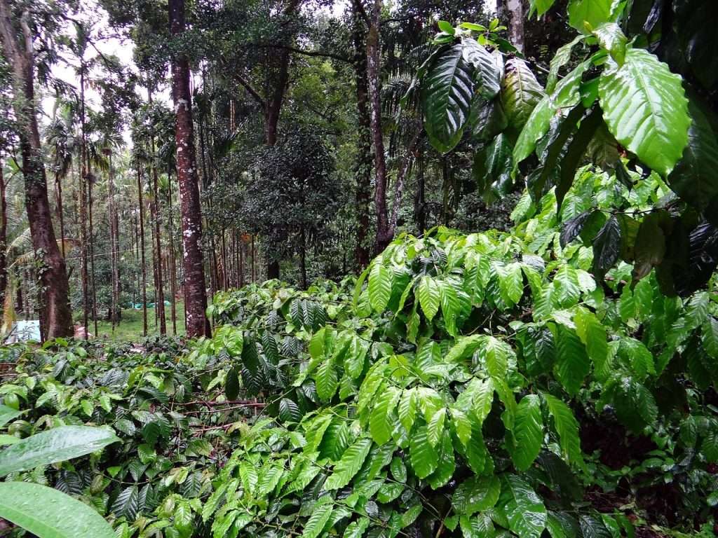 coffee plantation 345367 1280 1024x768 1