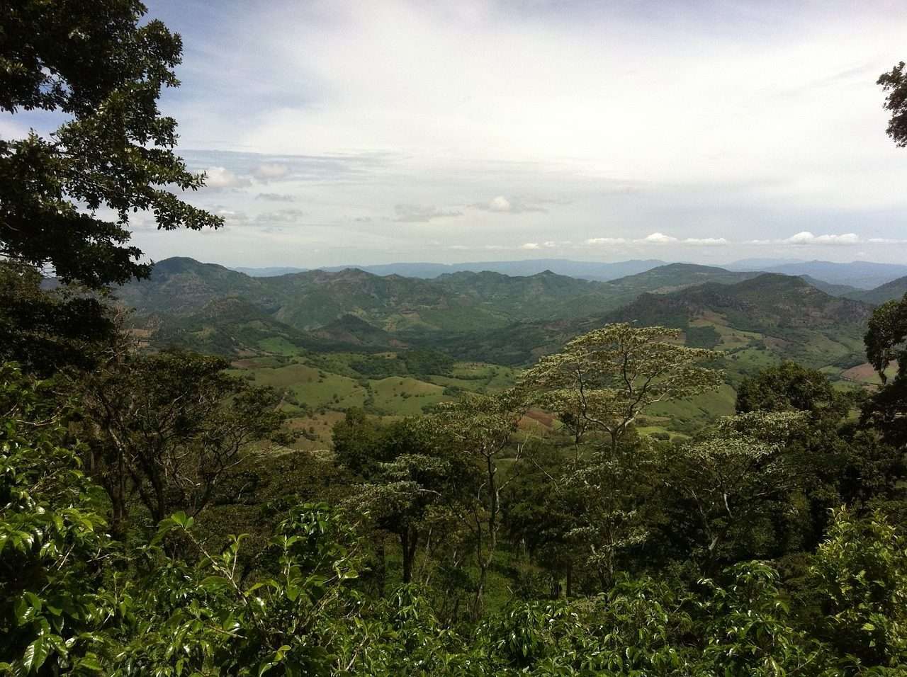 Nicaraguan coffee not only stands out for its exceptional flavor, but also for its strong commitment to the preservation of the environment.