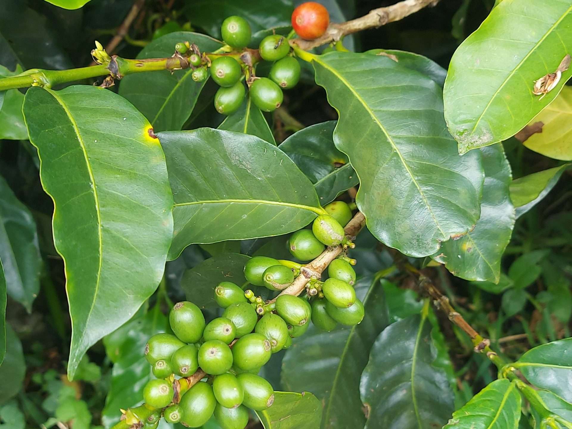 Cafeto with mature coffee cherries