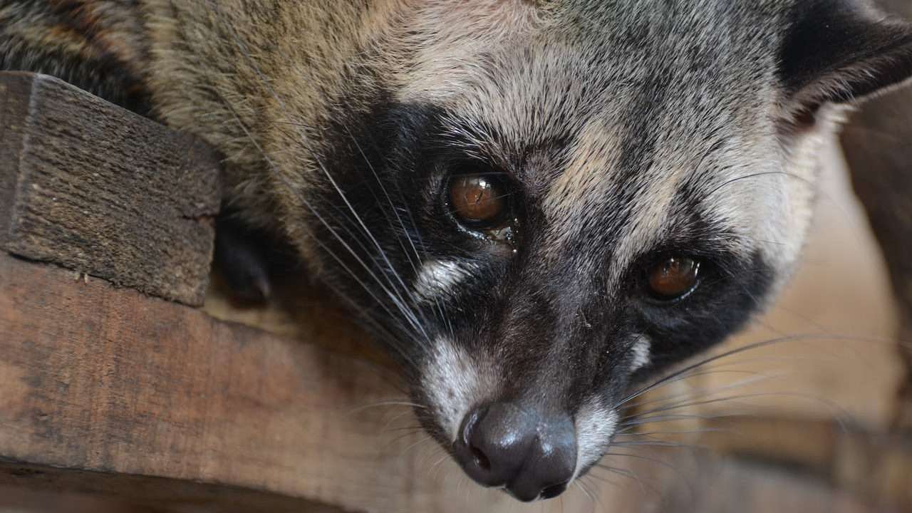 Civet from Asia