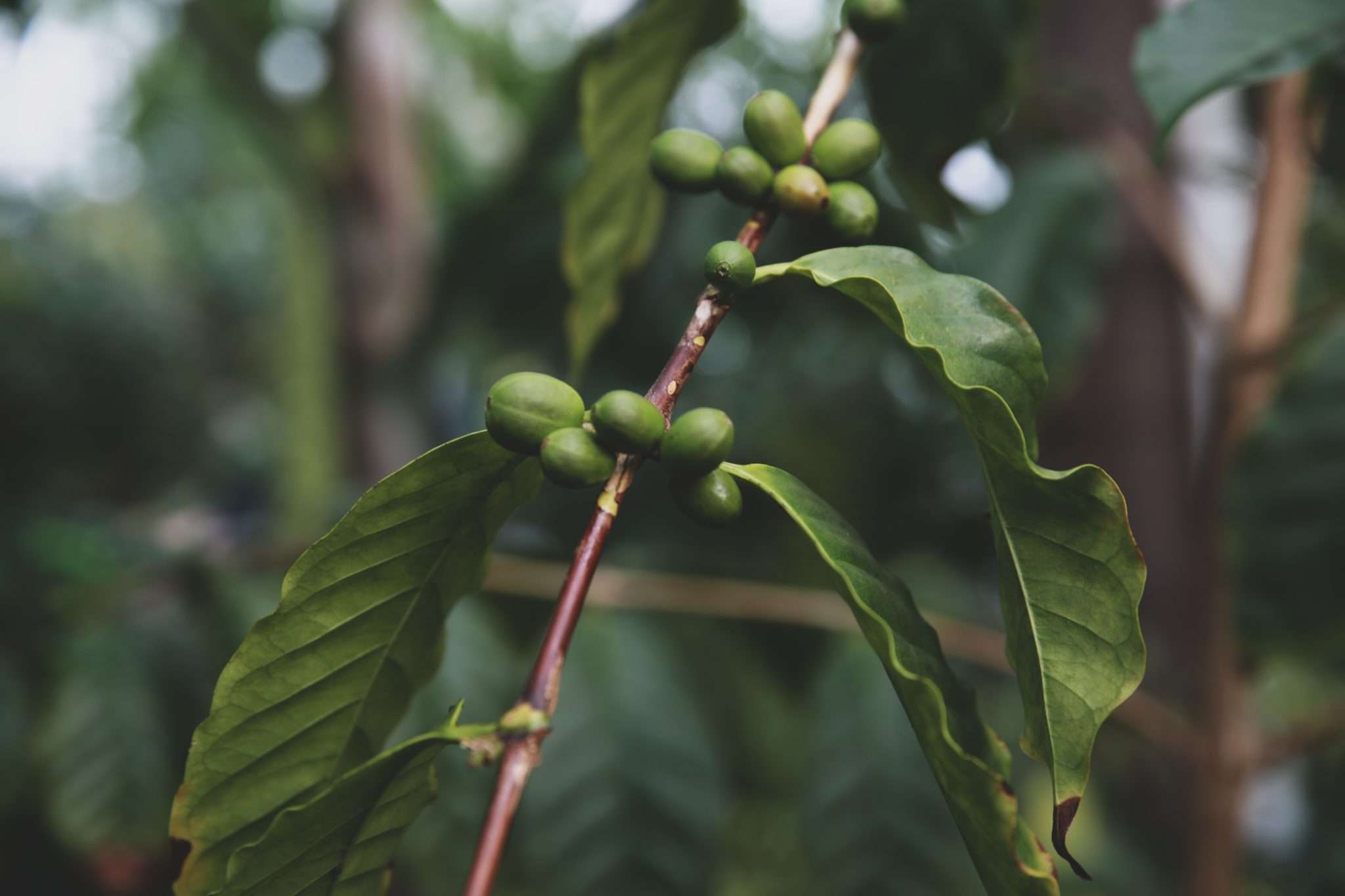 How To Grow Coffee Plant At Home The Complete Guide