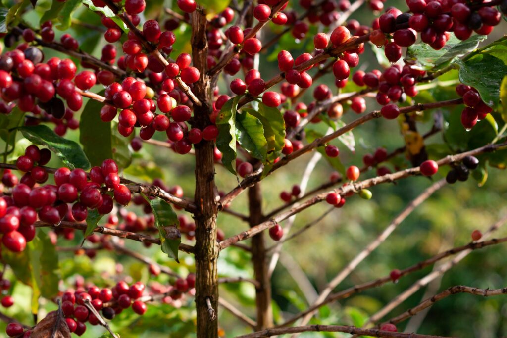 Red Arabica coffee cherries on branches, surrounded by lush greenery.